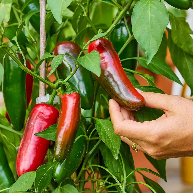 Pepper, Hot, Spice 'n Dice Hybrid