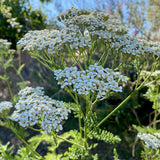 White Yarrow