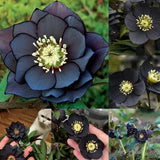 Black Helleborus - Christmas Rose