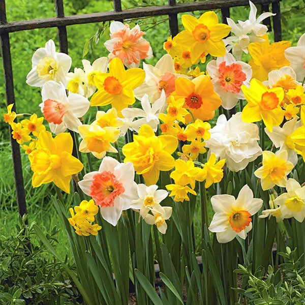 Surtido variado de bulbos de narcisos