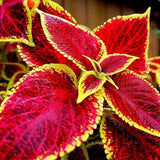 Rare Mixed Coleus Flowers Seeds Rainbow Coleus Wizard