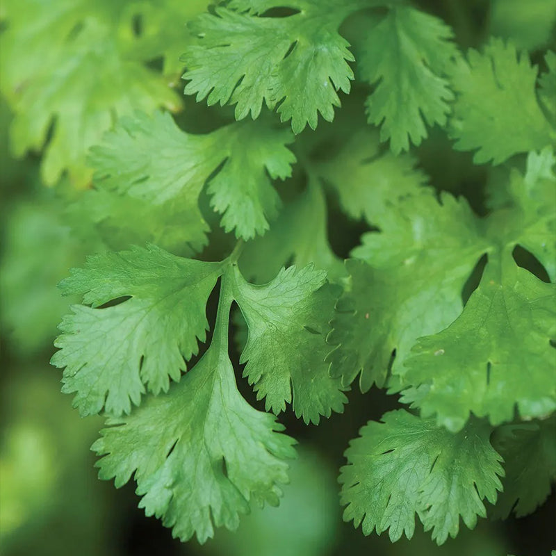 Cilantro (cilantro)