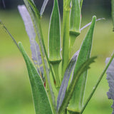 Okra, Go Big