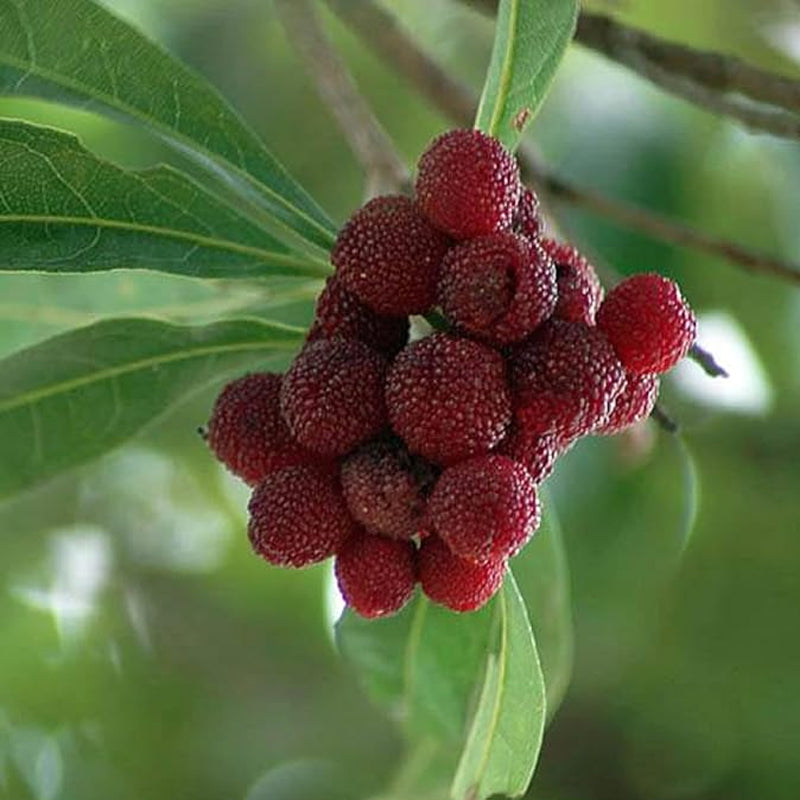 Semillas de Myrica Rubra Bayberry rojo Fruta dulce, saludable y jugosa Gran sabor Fresa una nueva y emocionante incorporación