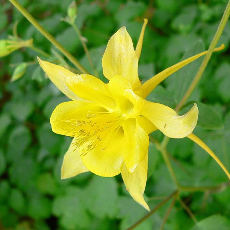 Semillas de aquilegia Semillas de aguileña Semillas de aquilegia Perenne de color amarillo brillante Atrae mariposas Resistente a ciervos y conejos Fragante Flor cortada Macizos Borde Exterior