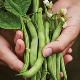 Frijol, arbusto, vaina verde sin hilos