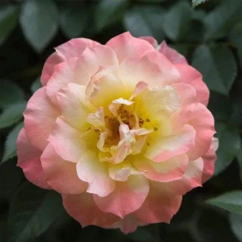 Italian Ice Rose Seeds