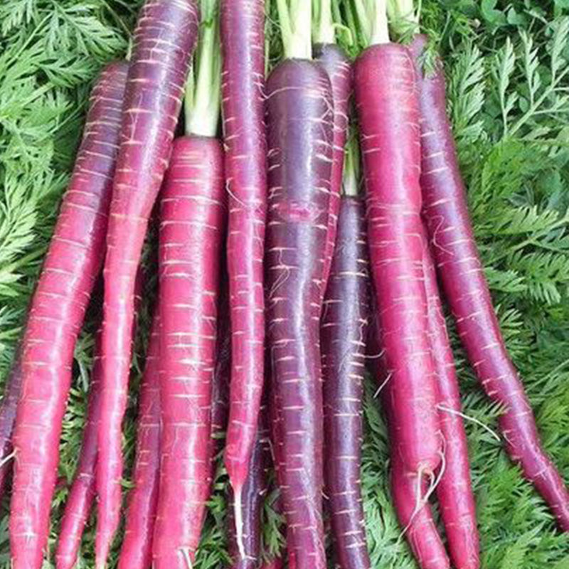 Purple Sun Carrot Seeds
