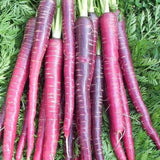 Purple Sun Carrot Seeds