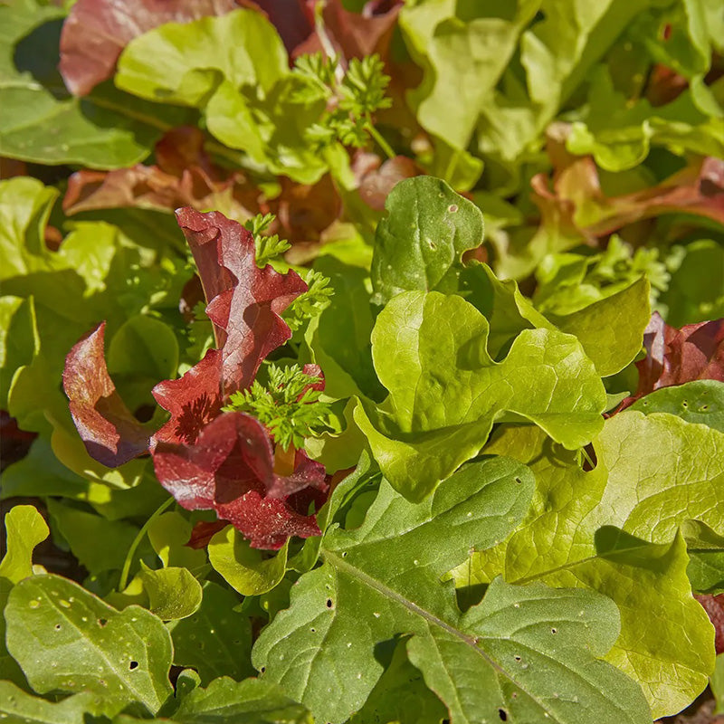 Mesclun, Classic Mix