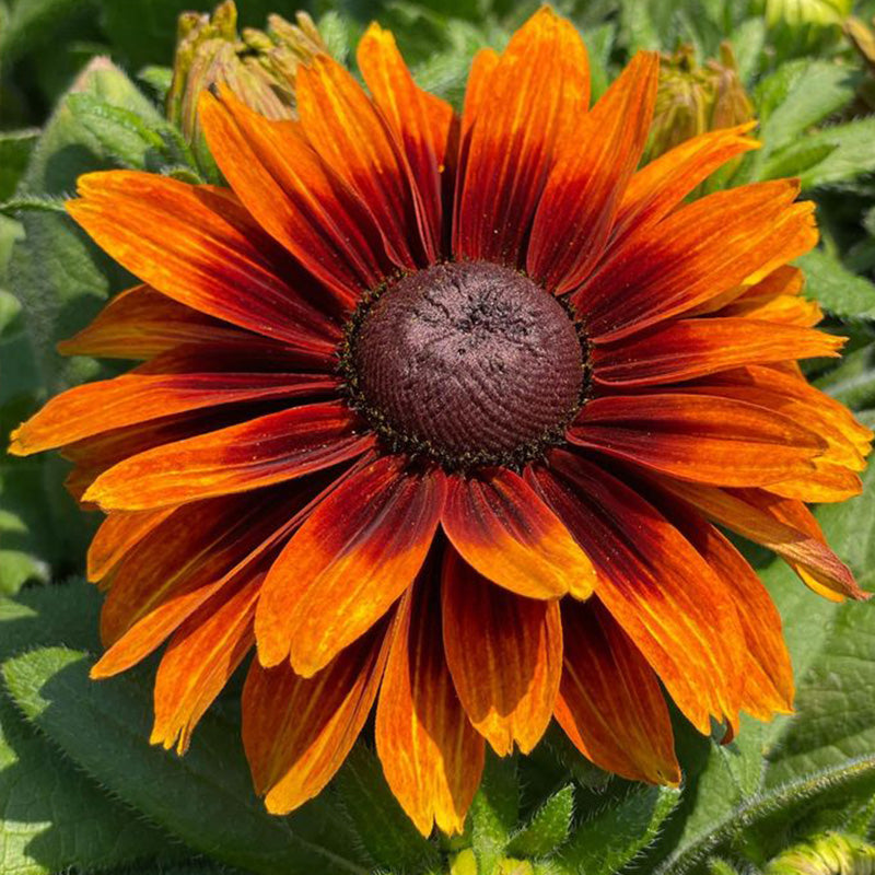 Double Gloriosa Black-Eyed Susan Seeds