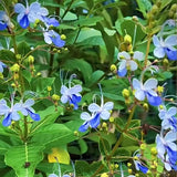 Blue Butterfly Flower Easy