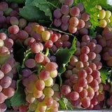 Midknight Beauty Grapes Seeds - Giant Rose (Rose scented)