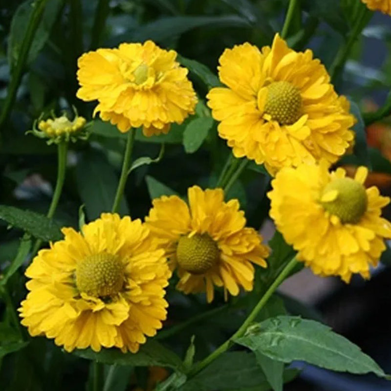 Semillas de flores de Helenium sneezeweed amarillas