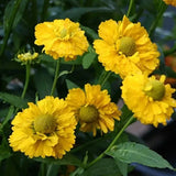Semillas de flores de Helenium sneezeweed amarillas