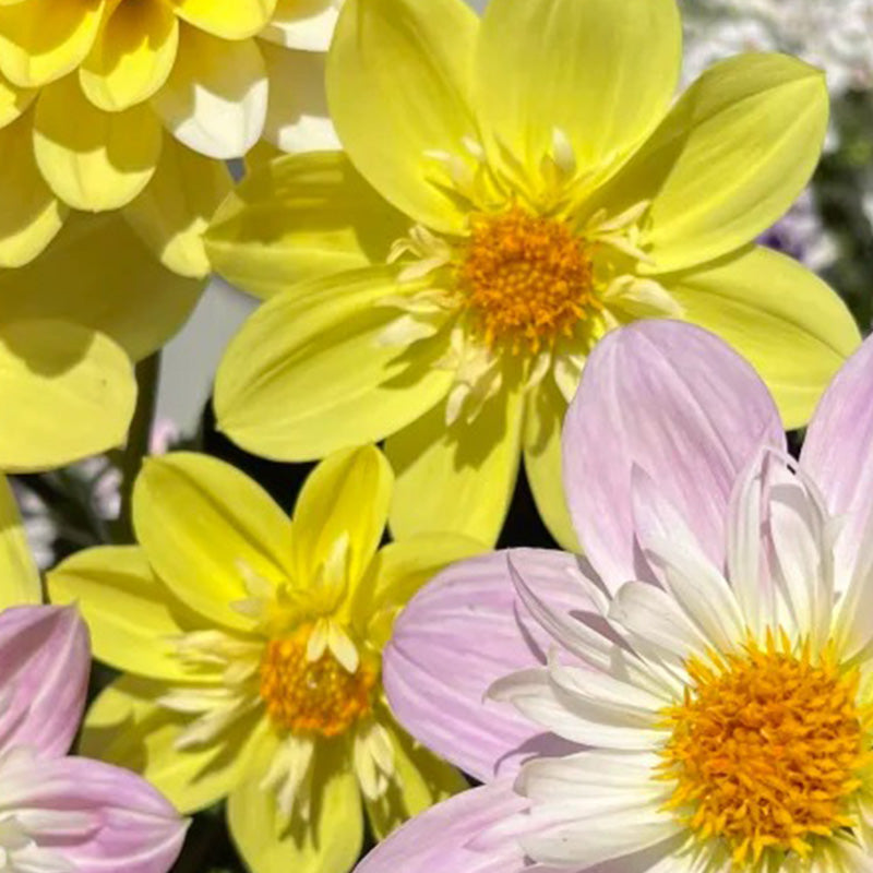 Bright Yellow Dahlia Seeds