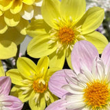 Bright Yellow Dahlia Seeds