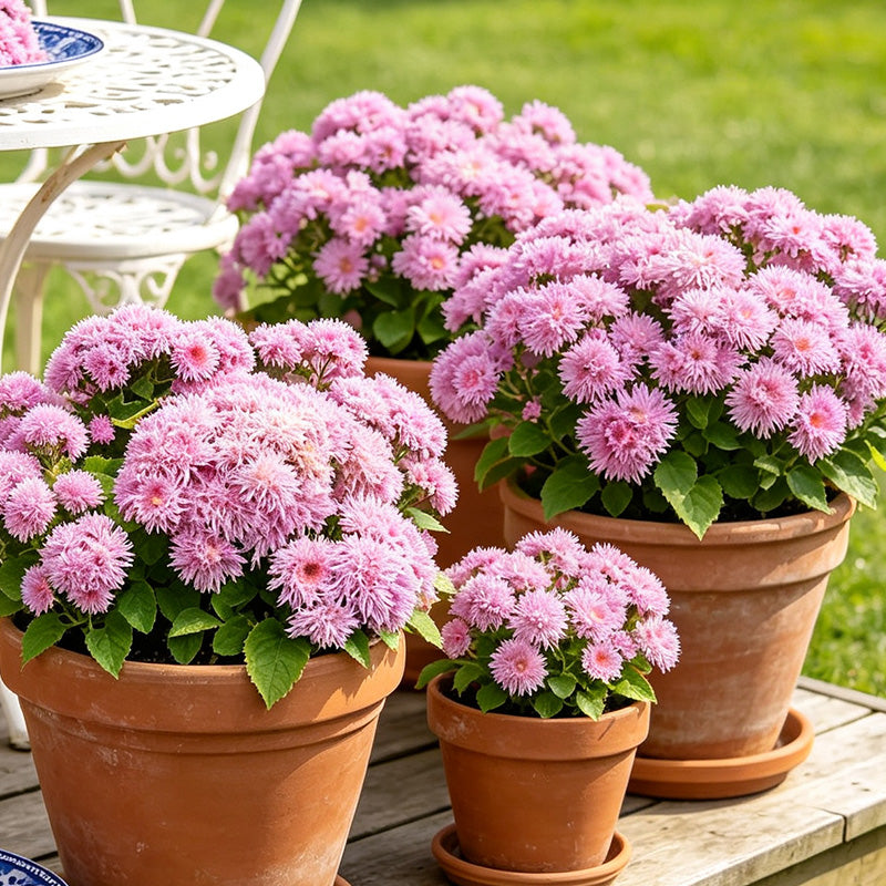 Pink Floss Flower (Ageratum) Seeds