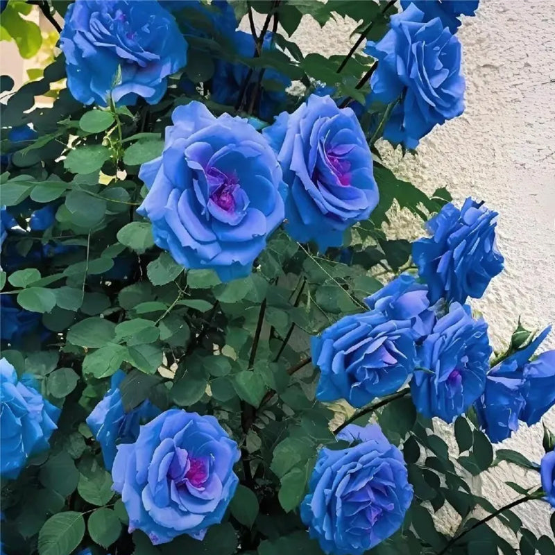 Blue Enchantress Roses - Rare