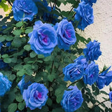 Blue Enchantress Roses - Rare