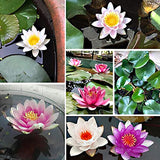 Mixed Bonsai Bowl Lotus Seeds