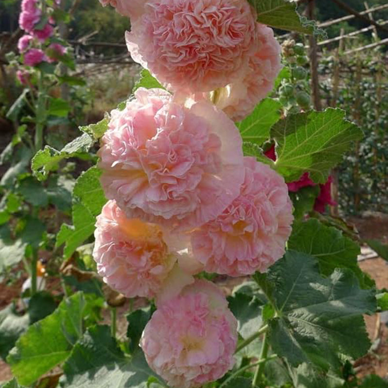 Carnival Mix Double Hollyhocks Flower Seeds for Planting