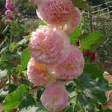 Carnival Mix Double Hollyhocks Flower Seeds for Planting