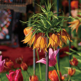 Fritillaria Corona Imperial Aurora
