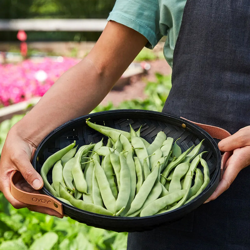 Frijol, arbusto temprano italiano