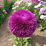 Magenta Needle Aster (Callistephus chinensis) Seeds