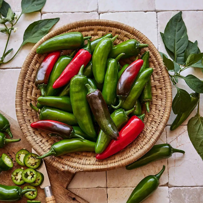 Pepper, Hot Jalapeno, Pot-a-Peño Hybrid