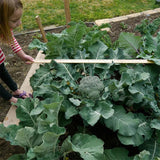 Brócoli Emerald Crown F1