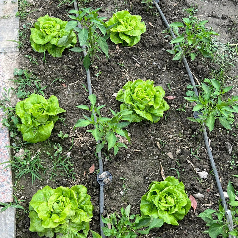 Emerald Green Butterhead Lettuce Seeds