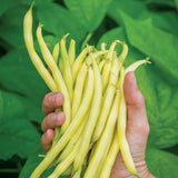 Frijol, arbusto, mina de oro