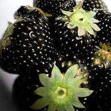 Black Strawberry Fruits Seeds