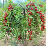 Semillas de bayas de rubí y calcio Prunus humilis