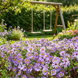 Lavender Purple Aster (Symphyotrichum novae-angliae) Seeds