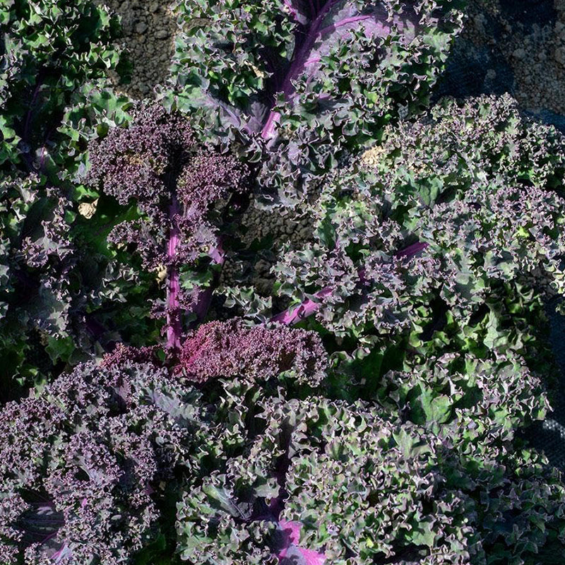 Semillas de col rizada escarlata para plantar hortalizas en el jardín