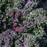 Semillas de col rizada escarlata para plantar hortalizas en el jardín