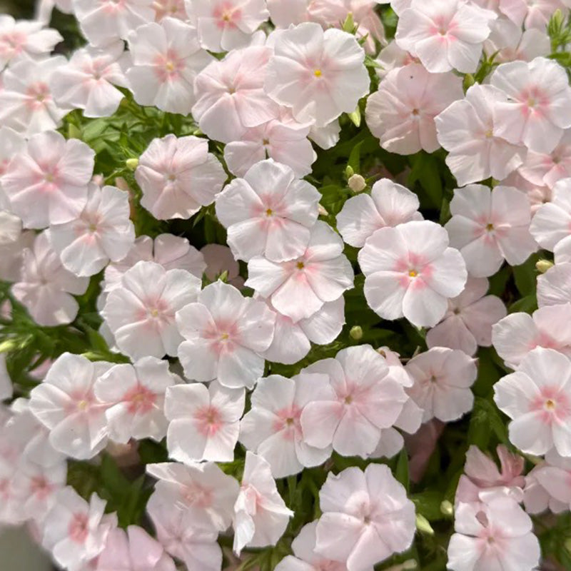 Pink Phlox paniculata Seeds