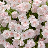 Pink Phlox paniculata Seeds