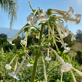 Sylvestris / Woodland Tobacco Seed