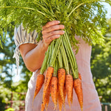 Zanahoria, Danvers 126