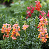Snapdragon Seeds - Rocket Bronze