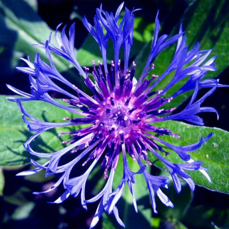 Centaurea montana- Bachelor Buttons