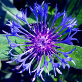 Centaurea montana- Bachelor Buttons