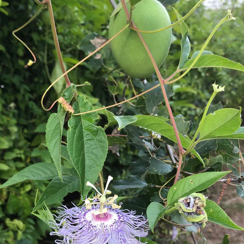 Pasionaria morada / Maypop
