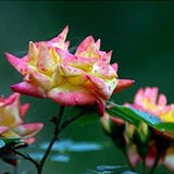 Rare Multi Colorful Rainbow Rose Flower Seeds