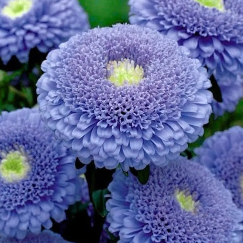 Semillas de hermosas Sidonia Asters de flores dobles azules