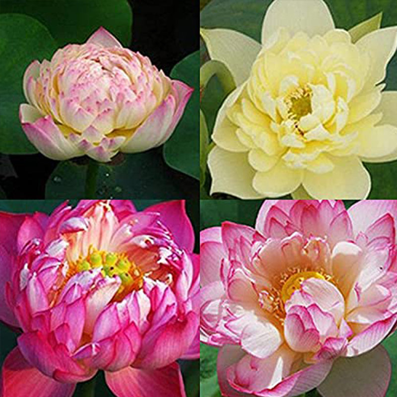 Mixed Bonsai Lotus Seeds